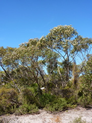 Eucalyptus albopurpurea