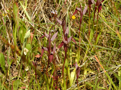 Serapias strictiflora