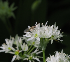 Ornatoraphidia flavilabris
