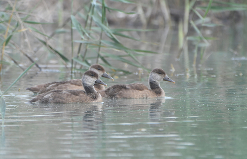 Red-crested Pochard