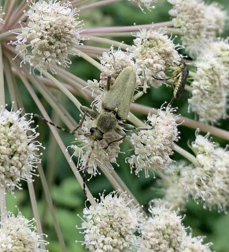 Lepturobosca virens
