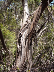 Eucalyptus albopurpurea