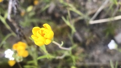 Pentachaeta aurea aurea