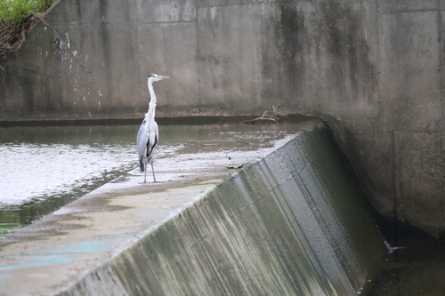 iNaturalist image