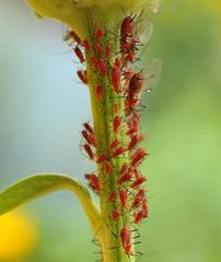 Uroleucon obscuricaudatum