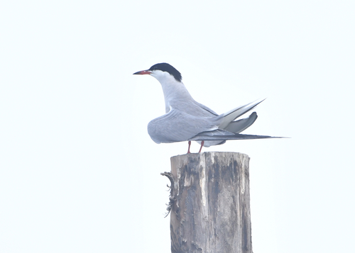 Common Tern