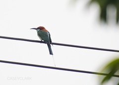 Merops americanus