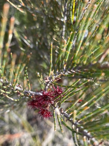 Allocasuarina nana observed 2026-07-21