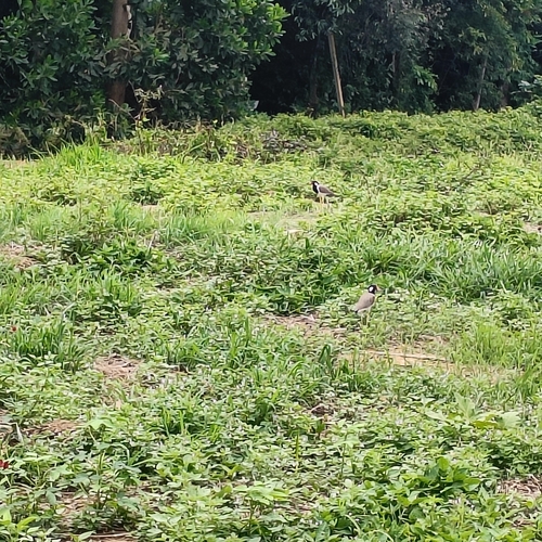 Red-wattled Lapwing