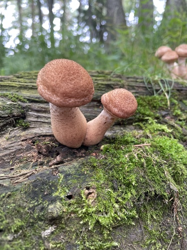 Honey Mushroom