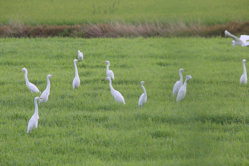 iNaturalist image