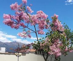 Chionanthus pubescens