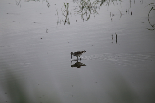 iNaturalist image