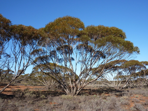 Eucalyptus oleosa F.Muell. ex Miq.