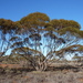 Glossy-leaved Red Mallee - Photo (c) Dean Nicolle, some rights reserved (CC BY-NC), uploaded by Dean Nicolle