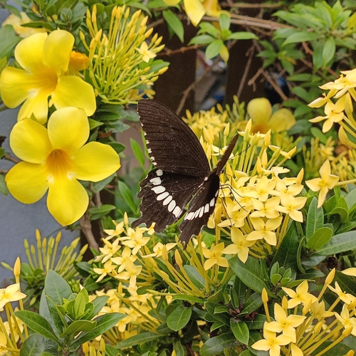 Common Mormon Swallowtail