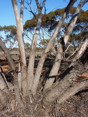 Eucalyptus oleosa oleosa