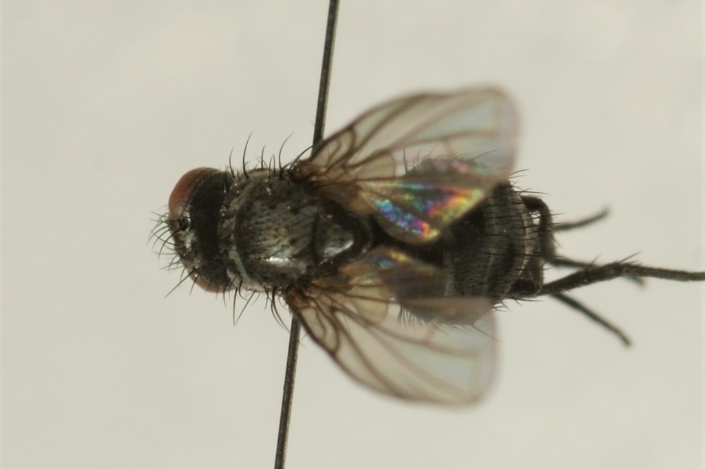 Phytomyptera cingulata