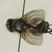 Phytomyptera cingulata - Photo (c) steveuk, some rights reserved (CC BY-NC), uploaded by steveuk