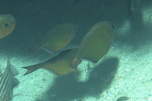 Pempheris adusta observed 2026-07-21