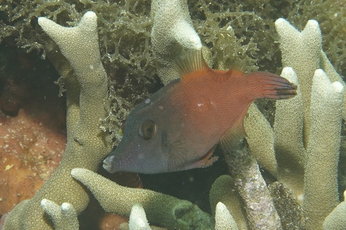 Pervagor melanocephalus observed 2026-07-14