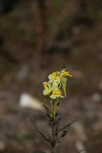 common toadflax