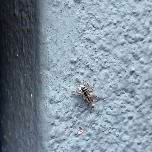 Gray Wall Jumping Spider