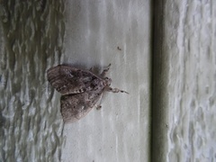 Dasychira vagans