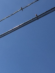 Haemorhous mexicanus