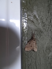 Dasychira vagans