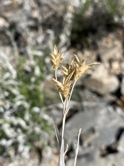 Cuniculotinus gramineus