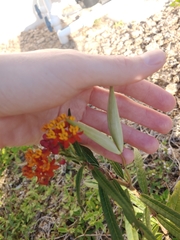 Asclepias curassavica
