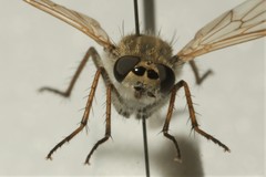 Thereva unica