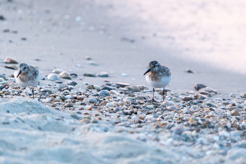 iNaturalist image