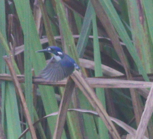 Little Kingfisher (Ceyx pusillus), photo 5