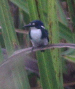 Little Kingfisher (Ceyx pusillus), photo 4