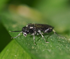 Macrophya alboannulata