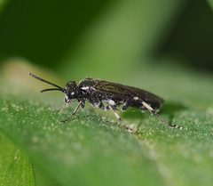 Macrophya alboannulata