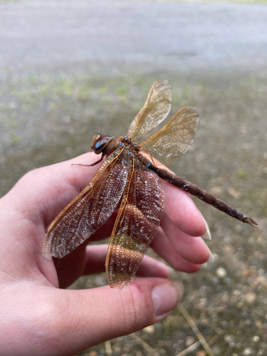 Brown Hawker