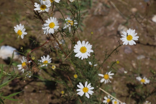 German Chamomile