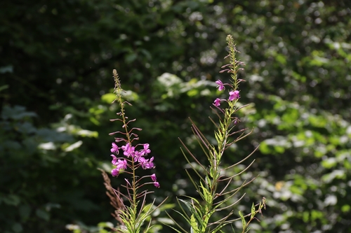 fireweed