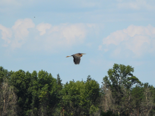 iNaturalist image