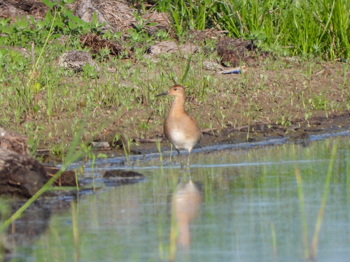 iNaturalist image