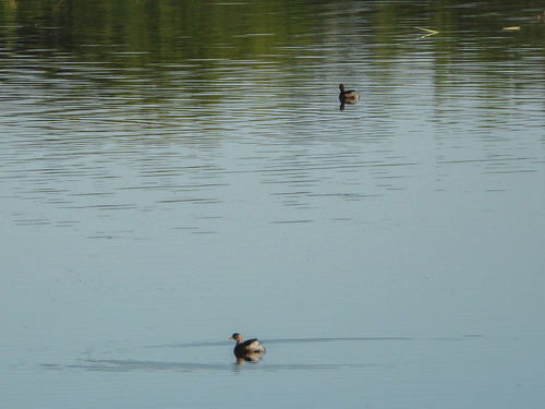 iNaturalist image