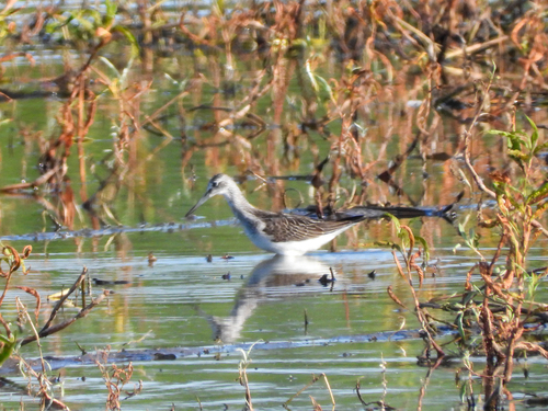 iNaturalist image