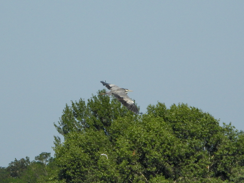 iNaturalist image