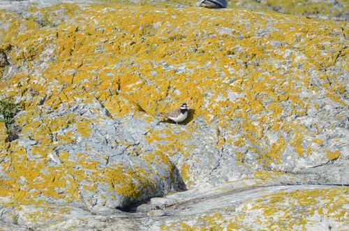 iNaturalist image
