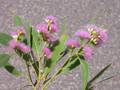 Eucalyptus albopurpurea