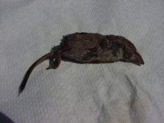 Sorex maritimensis