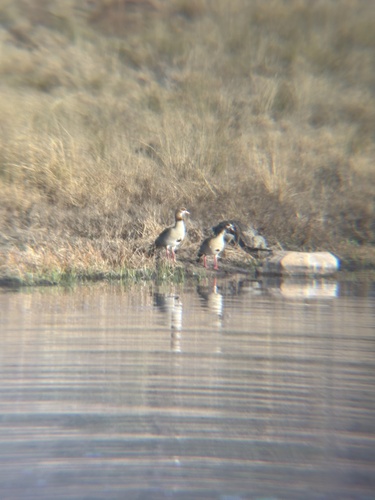 iNaturalist image